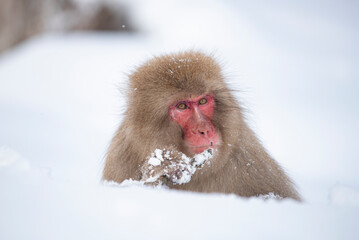 Japanese snow monkey on snow hill in winter at Jigokudani Snow Monkey Park, Nagano, Japan	
