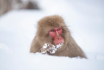 Kussenhoes Japanese snow monkey on snow hill in winter at Jigokudani Snow Monkey Park, Nagano, Japan  © iamdoctoregg