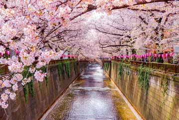 Fototapeten Japan - March 29, 2023 : Scenic landscape of Pink Sakura Tree Tunnel fully blooming in springtime along Meguro river, One of most famous tourist destination for Sakura sightseeing in Tokyo © iamdoctoregg