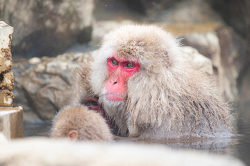 Japanese snow monkey in natural onsen at Jigokudani Snow Monkey Park, Nagano, Japan	