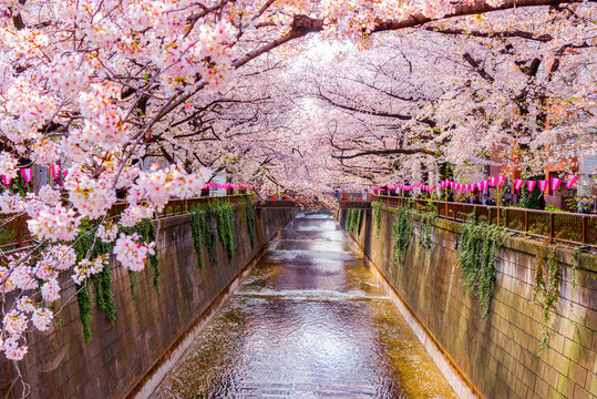 Japan - March 29, 2023 : Scenic landscape of Pink Sakura Tree Tunnel fully blooming in springtime along Meguro river, One of most famous tourist destination for Sakura sightseeing in Tokyo