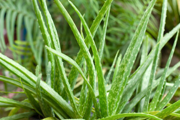 Fototapeta na wymiar Aloe vera plant