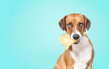 Dog with chew ear in mouth on blue background. Cute puppy dog sitting with large baked water buffalo ear in mouth and funny face expression. Chew fun, dental health or teething. Selective focus.