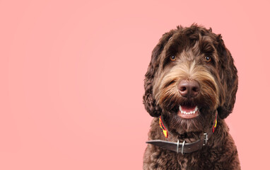 Brown fluffy dog looking at camera on colored background. Front view of friendly puppy dog with playful or curious look. 1 years old, female, Australian Labradoodle. Selective focus. Soft pink color.