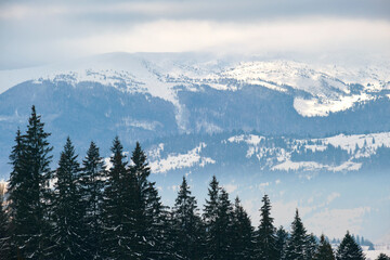 Winter landscape with dark spruse trees of snow covered forest in cold mountains