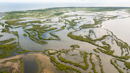 Tropical landscape with mangrove forest in wetland. Sri Lanka.