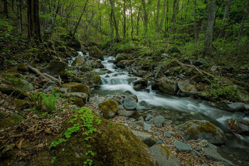 新緑の森を流れる渓流