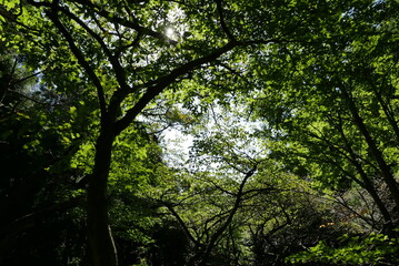 Mt. Tonodake is the highest peak along the Omote Ridge  that runs between Mt. Oyama and Nabewari Ridge . It has easy access, being about 80 minutes to Shibusawa Station from both Shinjuku and Tokyo.