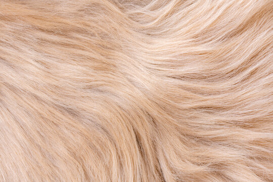 Fur texture top view. Brown fur background. Fur pattern. Texture