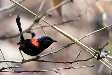 Red-backed Wren