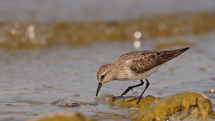 White-rumped Sandpiper