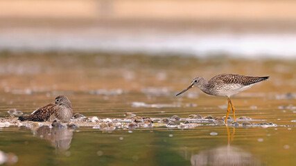 Greater Yellowlegs