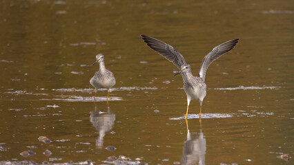 Greater Yellowlegs