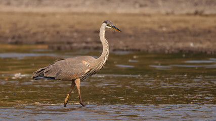 Great Blue Heron