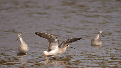 Greater Yellowlegs