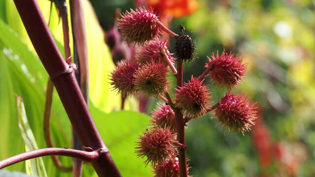 
Tokyo, Japan - October 8, 2023:　Ricinus communis or the castor bean or castor oil plant
