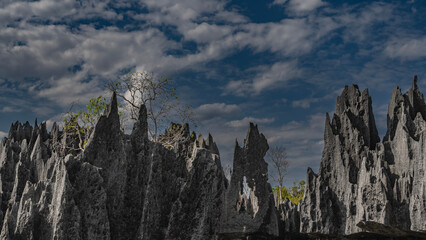 Fototapeta na wymiar Amazing sheer limestone karst rocks against a blue sky and clouds. Rough cliffs with sharp peaks, cracks, holes. Trees with twisted branches grow on the slopes. Madagascar. Tsingy De Bemaraha
