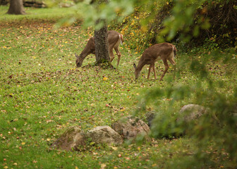 deer in the wild