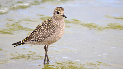 American Golden Plover