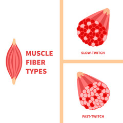 Skeletal muscle fiber types with slow twitch and fast twitch cross-section infographics. Red and white muscular tissue structure for aerobic and anaerobic exercises. Sport vector illustration.