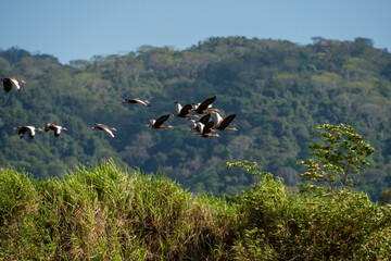 コスタリカの野鳥のいる風景（アカハシリュウキュウガモの飛翔）