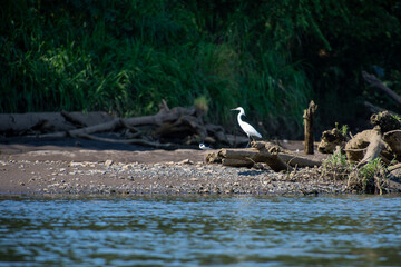 コスタリカの野鳥のいる風景（ユキコサギとクロエリセイタカシギ）