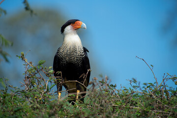 コスタリカの野鳥（カンムリカラカラ）