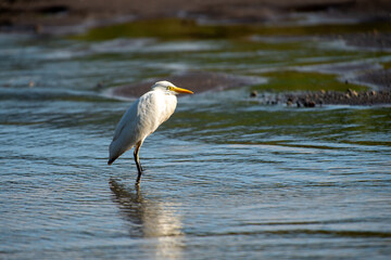 コスタリカの野鳥（オオアオサギ）