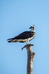 コスタリカの野鳥（魚を捕らえて満足気なミサゴ）
