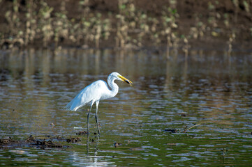 コスタリカの野鳥のいる風景（魚を捕食するダイサギ）