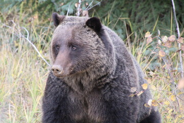 Sad Grizzly Bear, Jasper National Park, Alberta