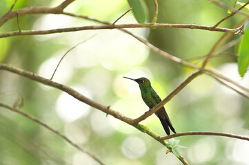 コスタリカの野鳥のいる風景（ミドリボウシテリハチドリ）