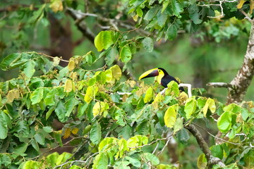 コスタリカの野鳥のいる風景（クリハシオオハシ）