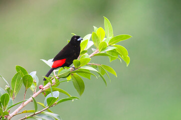コスタリカの野鳥（コシアカフウキンチョウ）