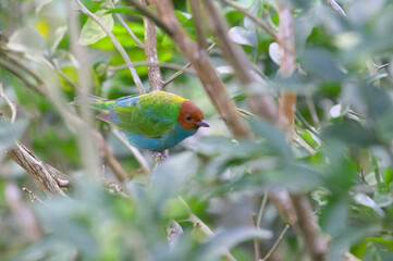 コスタリカの野鳥（チャガシラフウキンチョウ）