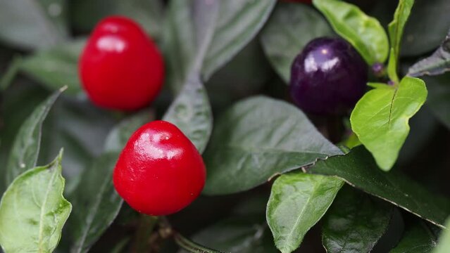 Tokyo, Japan - October 8, 2023: Closeup of ornamental pepper fruite
