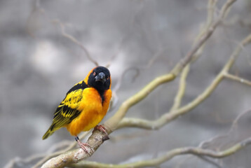 Male village weaver (Ploceus cucullatus), also known as the spotted-backed weaver or black-headed weaver bird.
