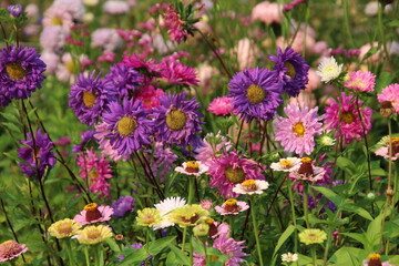Obraz premium Asters In Bloom