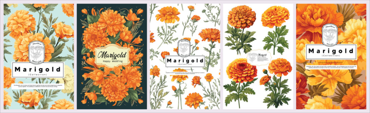 Set of Elegant Marigold, Realistic Vector Illustrations of Flowers, Leaves, and Plants for Backgrounds, Patterns, and Wedding Invitations.