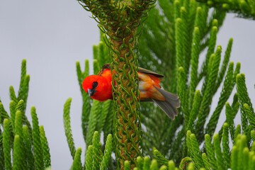 Vibrant red bird perching vertically on trunk of sapling tree