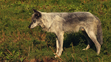 The Grey Wolf