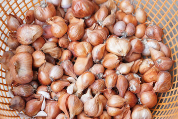 Native breed shallots bulbs, red onions in basket, prepared for seedling. Concept, agriculture, plant breeding, seedling for next season of growing. Foodstuff production.     