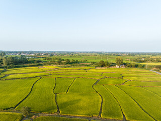 Fototapeta na wymiar rice field in china