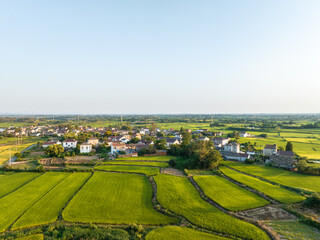 Fototapeta na wymiar rice field in china