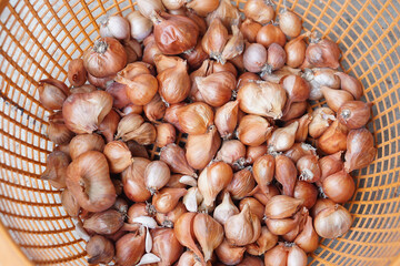 Native breed shallots bulbs, red onions in basket, prepared for seedling. Concept, agriculture, plant breeding, seedling for next season of growing. Foodstuff production.                  