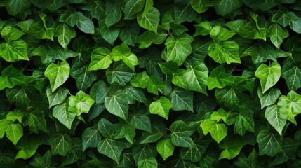 a close up of leaves