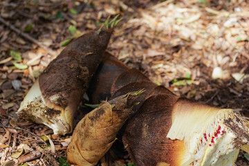 たけのこ © maroke