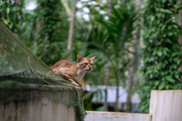 Wide angle shot of a cat lying on a place