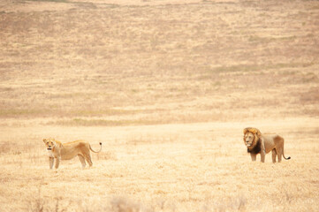 Lion and lioness after intercourse, Serengeti National Park, Tanzania, August 2010