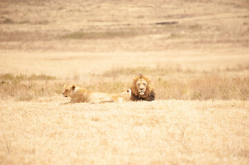 Lion and lioness after intercourse, Serengeti National Park, Tanzania, August 2010